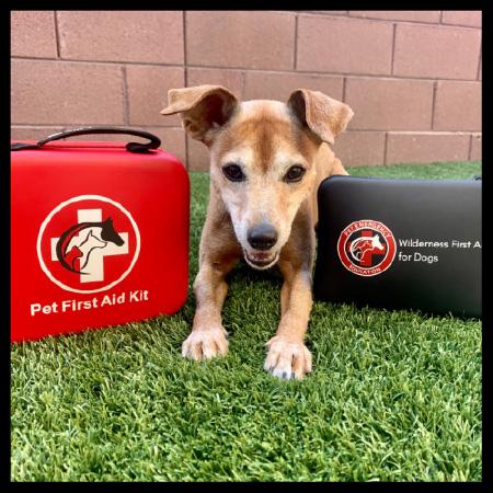 Canine First Aid